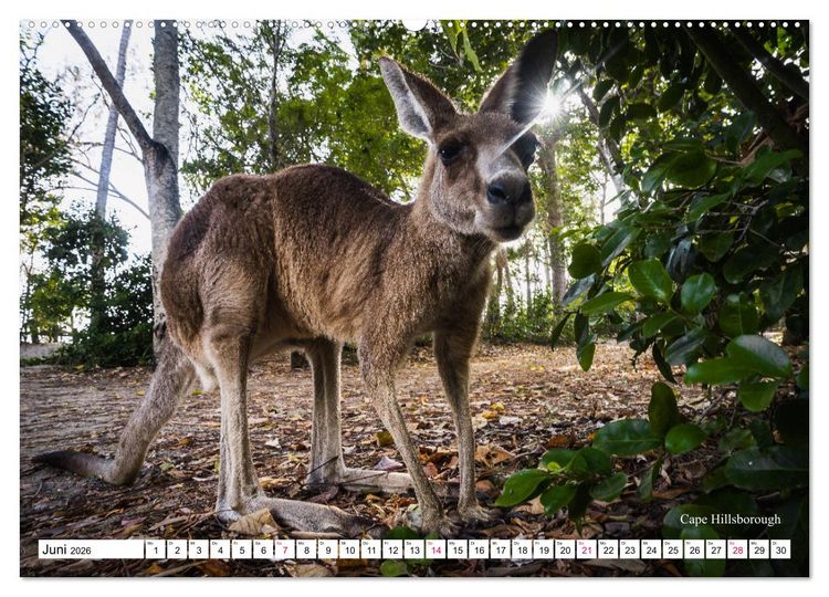 Produktbild: Australien Ostk&uuml;ste - von Cairns nach Sydney (hochwertiger Premium Wandkalender 2026 DIN A2 quer), Kunstdruck in Hochglanz