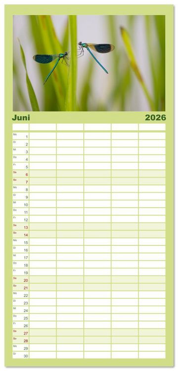 Produktbild: Familienplaner 2026 - Naturwunder Libellen mit 5 Spalten (Wandkalender, 21 x 45 cm) CALVENDO