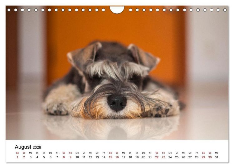 Produktbild: Total gechillte Hunde (Wandkalender 2026 DIN A4 quer), CALVENDO Monatskalender
