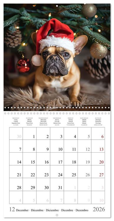 Produktbild: French Bulldogs (Wall Calendar 2026 12 &times; 12 Inch) CALVENDO 12 Month Wall Calendar