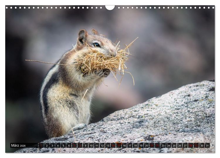 Produktbild: Wildtierkalender (Wandkalender 2026 DIN A3 quer), CALVENDO Monatskalender