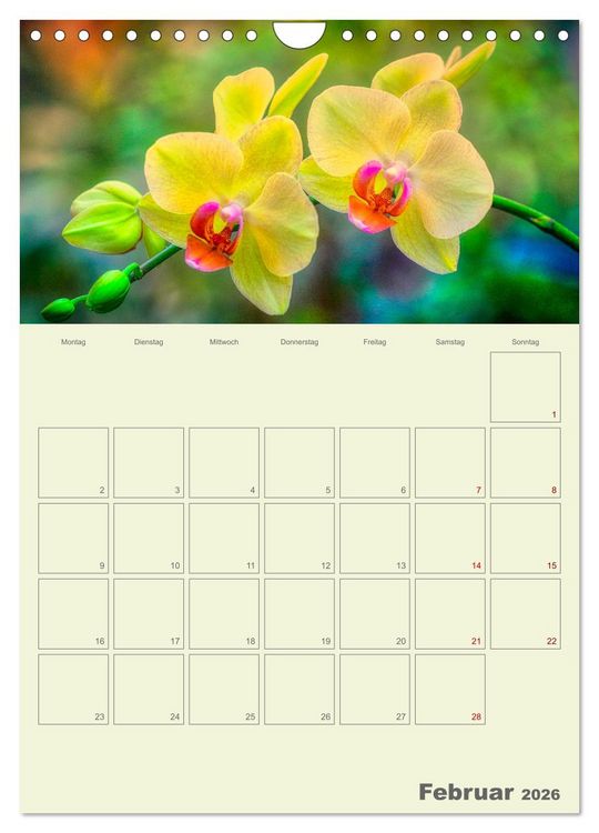 Produktbild: Nachtfalterorchideen in High Dynamic (Wandkalender 2026 DIN A4 hoch), CALVENDO Monatskalender