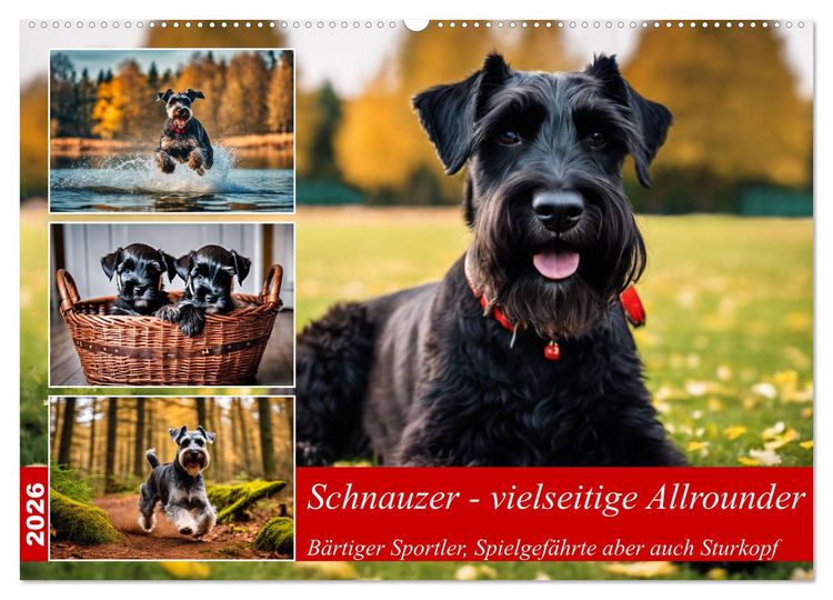 Produktbild: Schnauzer - vielseitige Allrounder (Wandkalender 2026 DIN A2 quer), CALVENDO Monatskalender