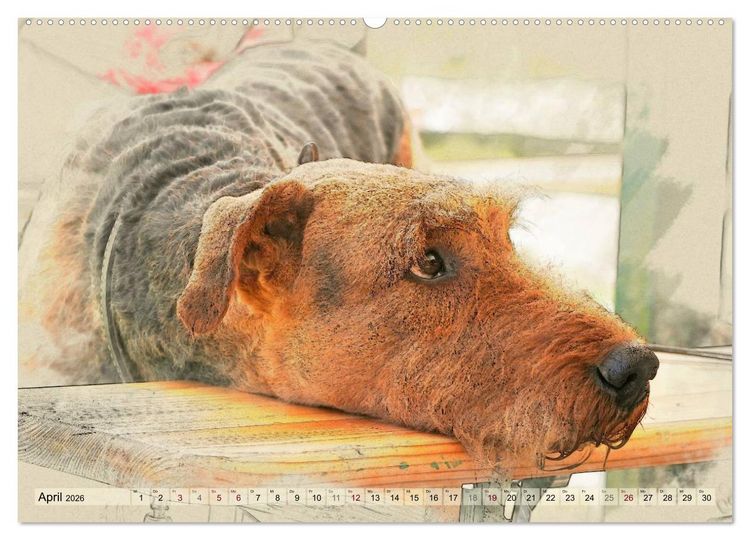 Produktbild: Airedale Terrier 2026 (hochwertiger Premium Wandkalender 2026 DIN A2 quer), Kunstdruck in Hochglanz