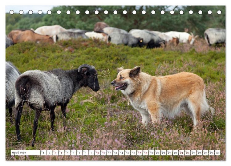 Produktbild: Die L&uuml;neburger Heide - Ausflugsziel im Norden (Tischkalender 2027 DIN A5 quer), CALVENDO Monatskalender