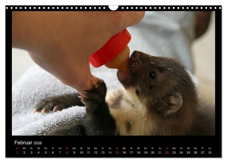 Produktbild: Marderkinder (Wandkalender 2026 DIN A3 quer), CALVENDO Monatskalender