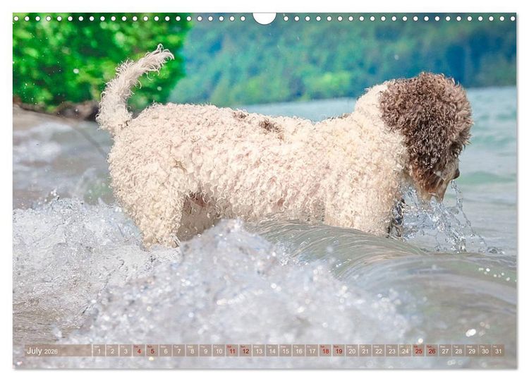 Produktbild: Lagotto Romagnolo Splash Edition (Wall Calendar 2026 DIN A3 landscape), CALVENDO 12 Month Wall Calendar