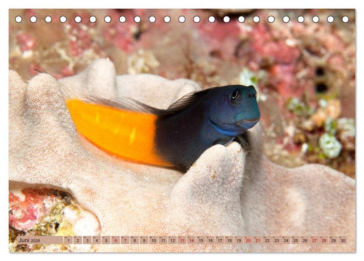 Produktbild: Farbenfrohes Meer (Tischkalender 2026 DIN A5 quer), CALVENDO Monatskalender