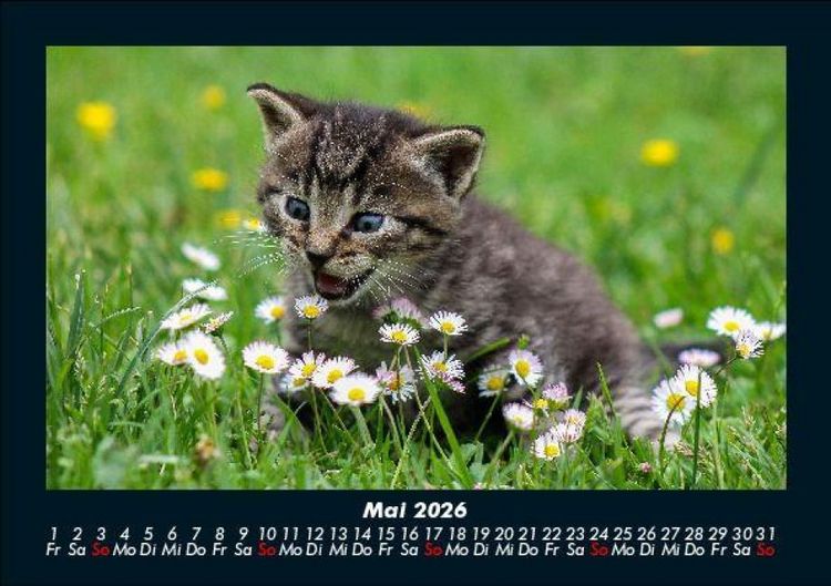 Produktbild: F&uuml;r Katzenfreunde 2026 Fotokalender DIN A5