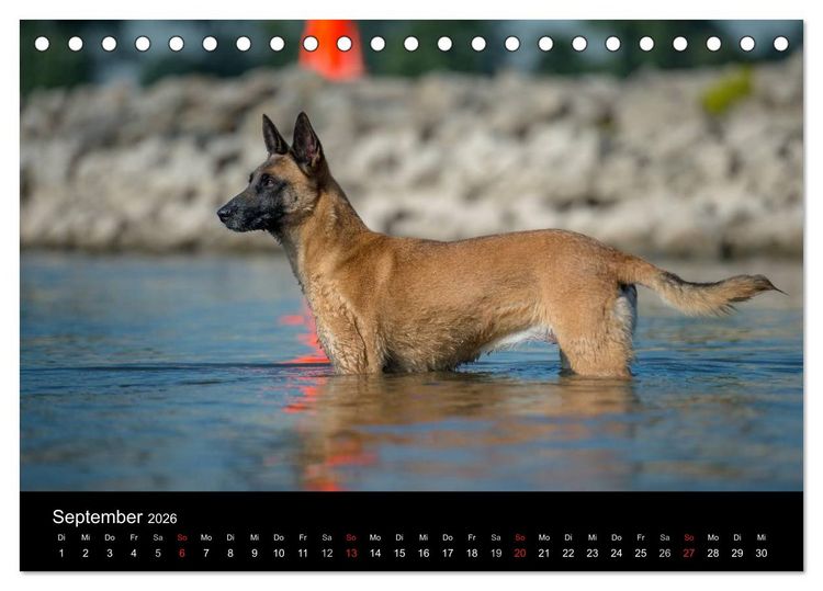 Produktbild: Belgischer Sch&auml;ferhund - Der Malinois in Action (Tischkalender 2026 DIN A5 quer), CALVENDO Monatskalender
