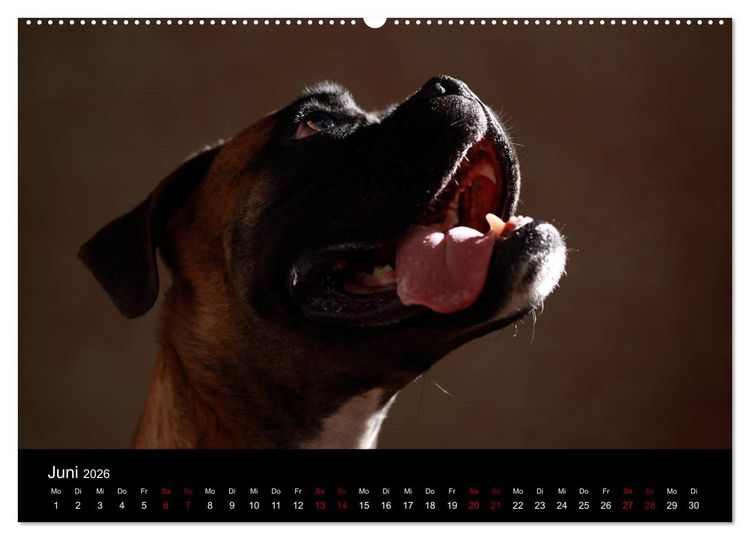 Produktbild: Liebenswerte Boxer (hochwertiger Premium Wandkalender 2026 DIN A2 quer), Kunstdruck in Hochglanz