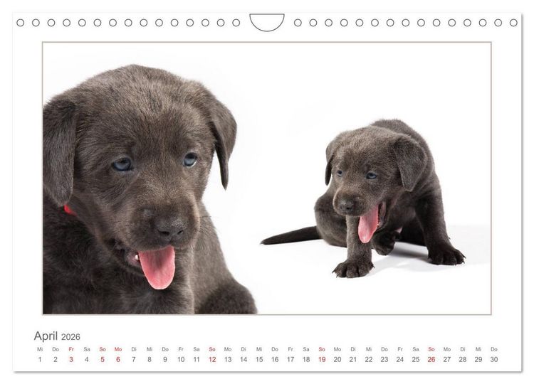 Produktbild: Labradorwelpen - Freunde f&uuml;rs Leben (Wandkalender 2026 DIN A4 quer), CALVENDO Monatskalender
