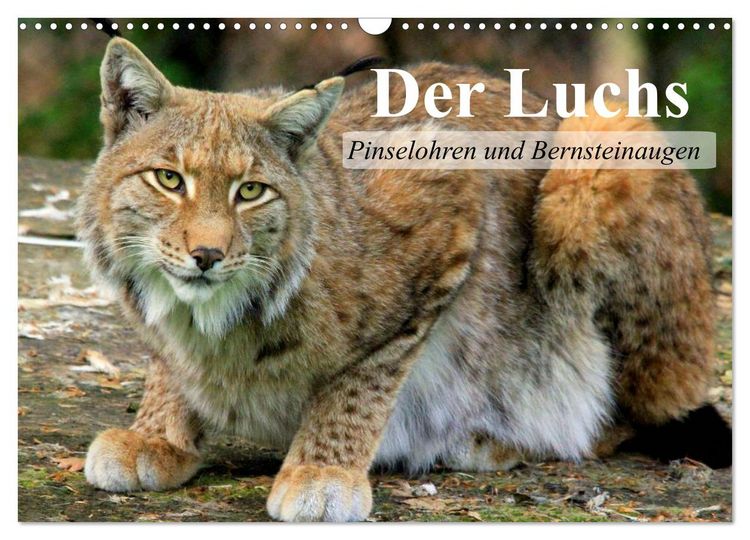 Produktbild: Der Luchs. Pinselohren und Bernsteinaugen (Wandkalender 2026 DIN A3 quer), CALVENDO Monatskalender