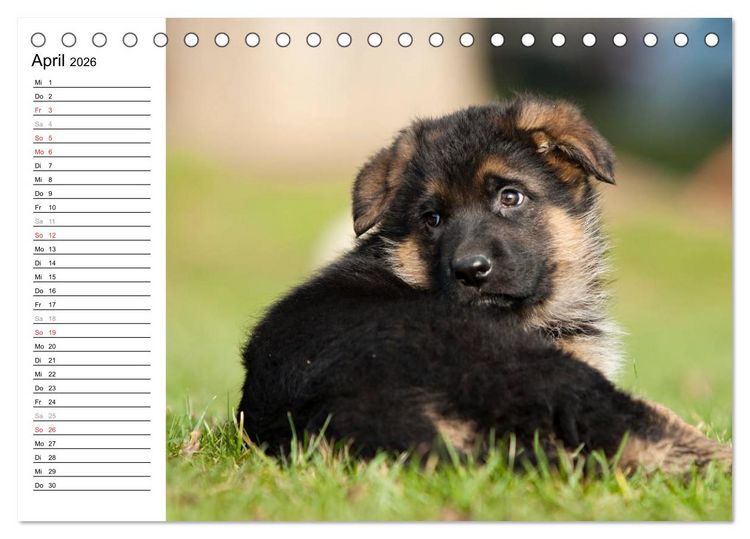 Produktbild: Deutscher Sch&auml;ferhund - Welpen (Tischkalender 2026 DIN A5 quer), CALVENDO Monatskalender