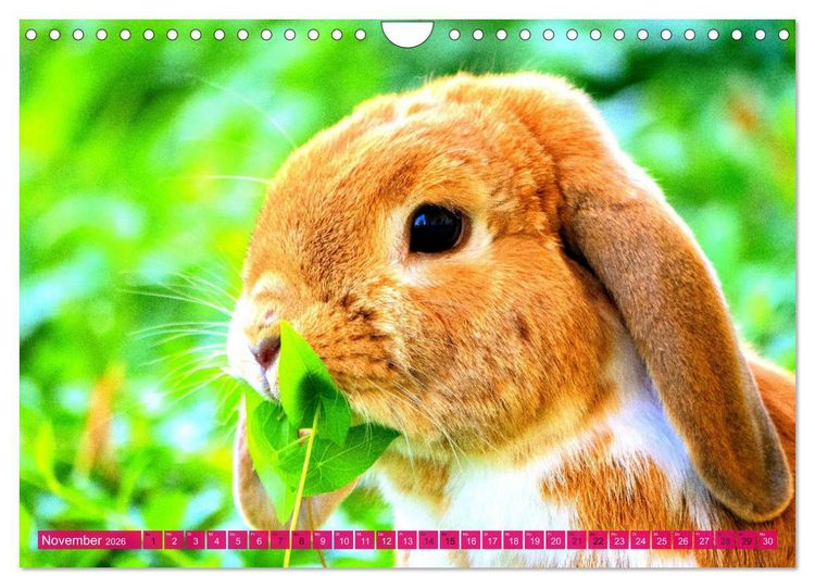 Produktbild: Kaninchen. Putzig, flauschig und geliebt (Wandkalender 2026 DIN A4 quer), CALVENDO Monatskalender