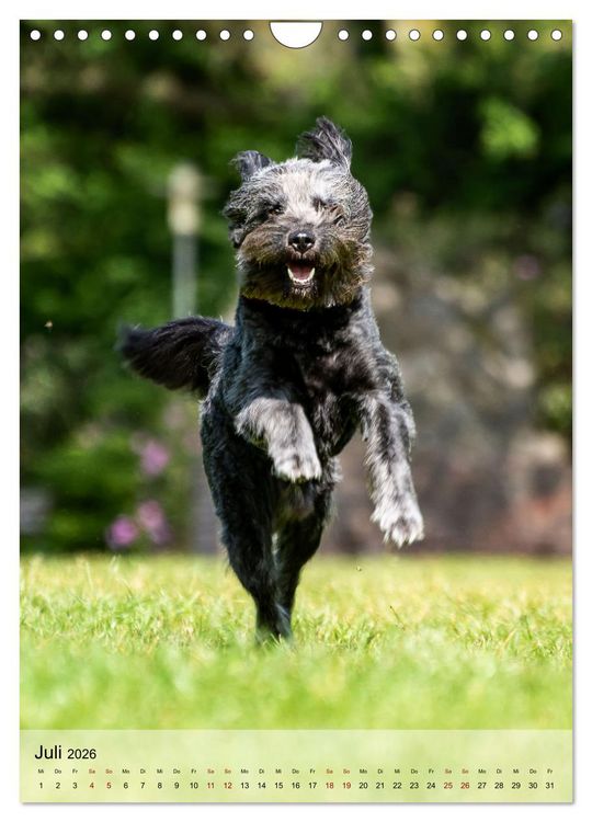Produktbild: Witzige Hunde (Wandkalender 2026 DIN A4 hoch), CALVENDO Monatskalender