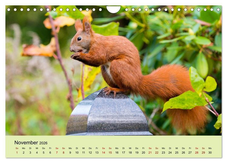 Produktbild: Eichh&ouml;rnchen in Berlin (Wandkalender 2026 DIN A4 quer), CALVENDO Monatskalender