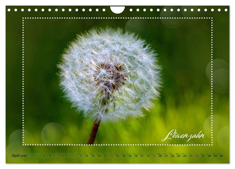 Produktbild: Bl&uuml;tenbouquet (Wandkalender 2026 DIN A4 quer), CALVENDO Monatskalender