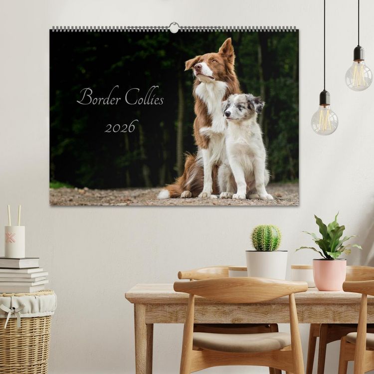 Produktbild: Border Collies 2026 (Wandkalender 2026 DIN A2 quer), CALVENDO Monatskalender