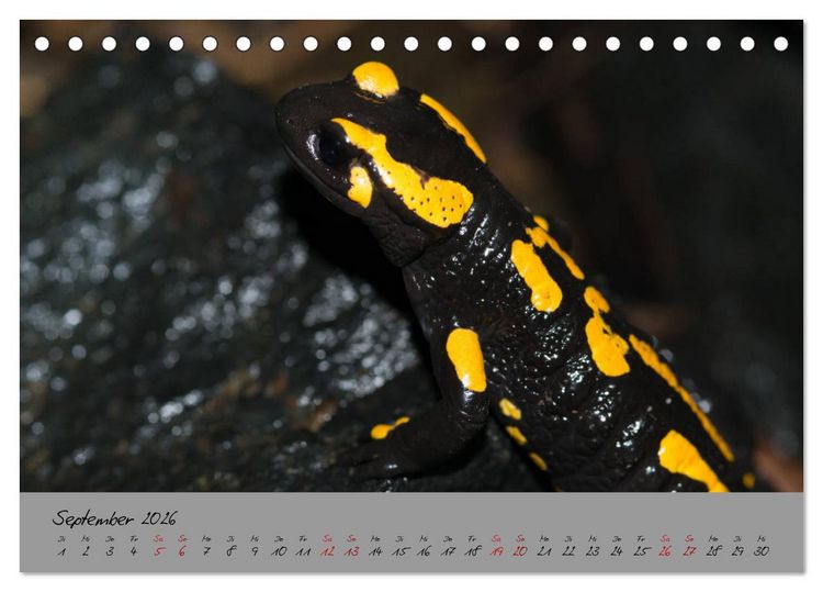 Produktbild: Feuersalamander - Liebenswerte Heimlichtuer (Tischkalender 2026 DIN A5 quer), CALVENDO Monatskalender