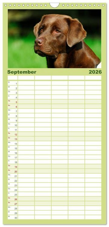 Produktbild: Familienplaner 2026 - Labrador Retriever 2026 mit 5 Spalten (Wandkalender, 21 x 45 cm) CALVENDO