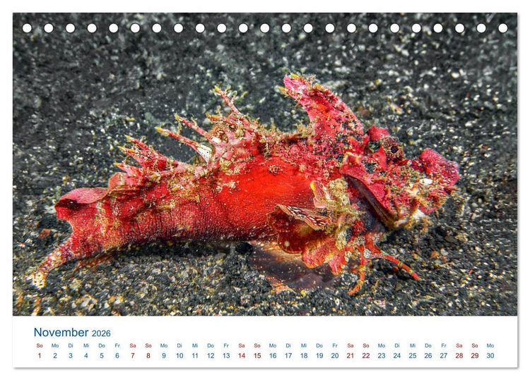 Produktbild: Die Farben im Meer (Tischkalender 2026 DIN A5 quer), CALVENDO Monatskalender
