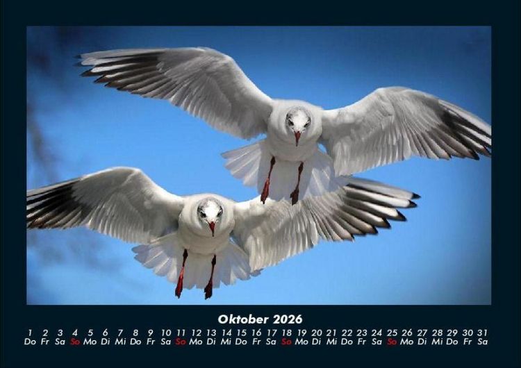 Produktbild: Welt der Tiere 2026 Fotokalender DIN A4