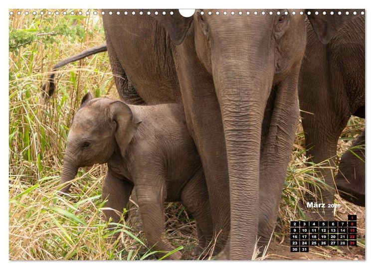 Produktbild: Bedrohte Riesen - Elefanten in Sri Lanka (Wandkalender 2026 DIN A3 quer), CALVENDO Monatskalender