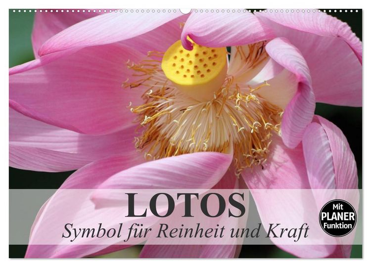 Produktbild: Lotos. Symbol f&uuml;r Reinheit und Kraft (Wandkalender 2026 DIN A2 quer), CALVENDO Monatskalender