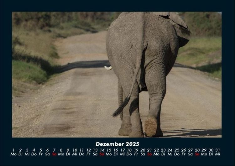 Produktbild: Der Elefantenkalender 2025 Fotokalender DIN A4