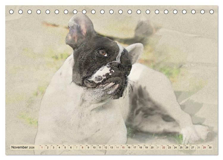 Produktbild: Franz&ouml;sische Bulldoggen 2026 (Tischkalender 2026 DIN A5 quer), CALVENDO Monatskalender