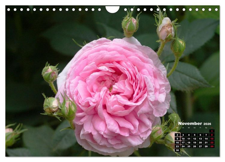 Produktbild: Magie der Rosen (Wandkalender 2026 DIN A4 quer), CALVENDO Monatskalender