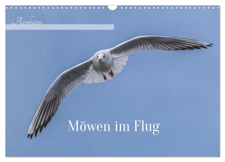 Produktbild: Aerorobaten - M&ouml;wen im Flug (Wandkalender 2026 DIN A3 quer), CALVENDO Monatskalender