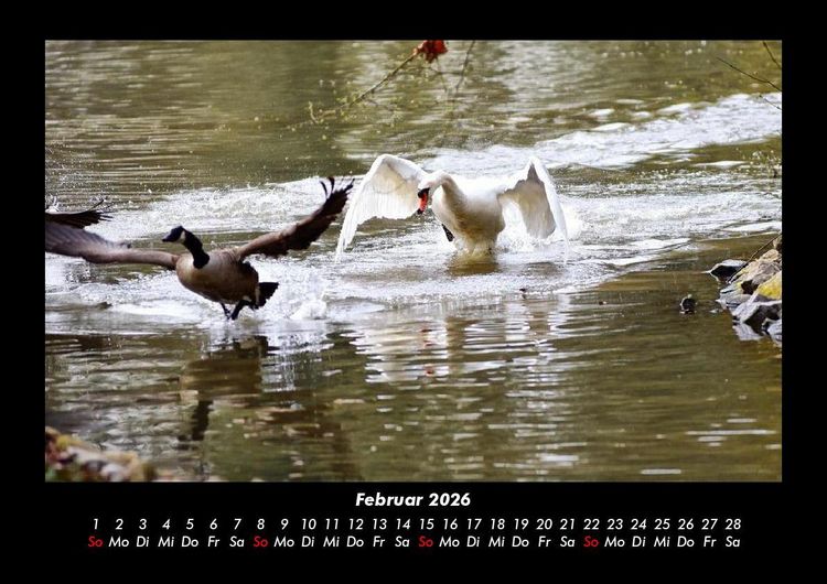 Produktbild: Enten 2026 Fotokalender DIN A3