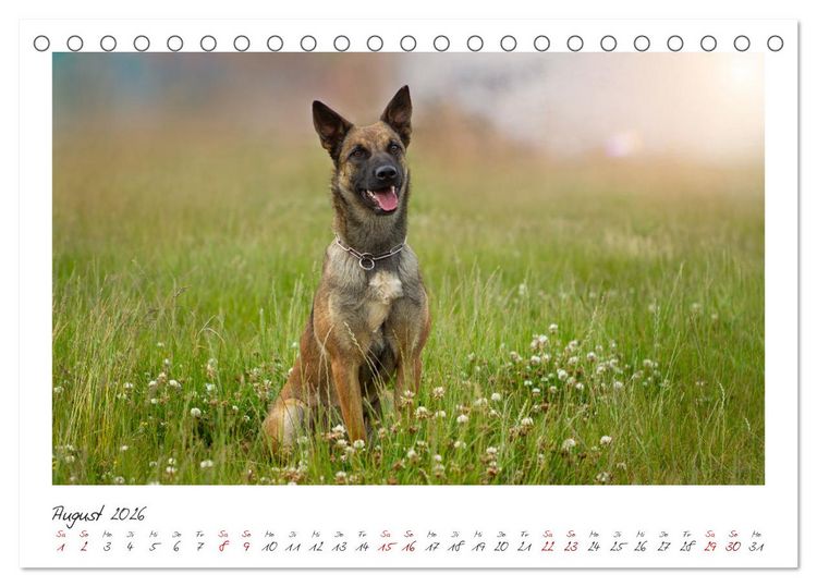 Produktbild: Traumhund Malinois (Tischkalender 2026 DIN A5 quer), CALVENDO Monatskalender