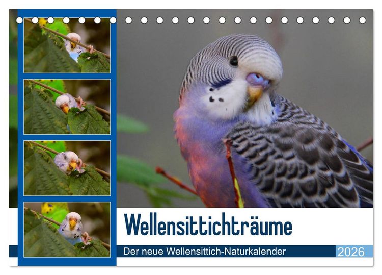 Produktbild: Wellensittichtr&auml;ume - Der neue Wellensittich-Naturkalender (Tischkalender 2026 DIN A5 quer), CALVENDO Monatskalender
