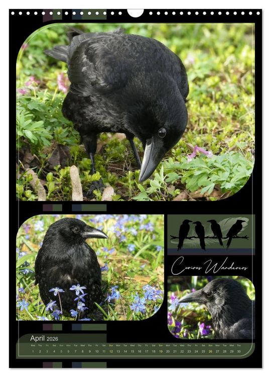 Produktbild: Crows - Through the Seasons (Wall Calendar 2026 DIN A3 portrait), CALVENDO 12 Month Wall Calendar