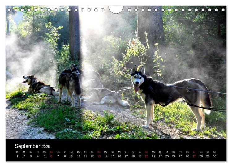 Produktbild: Sibirische Huskys aus Deutschland (Wandkalender 2026 DIN A4 quer), CALVENDO Monatskalender