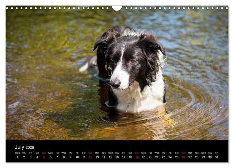 Produktbild: Beauty of a Border Collie (Wall Calendar 2026 DIN A3 landscape), CALVENDO 12 Month Wall Calendar