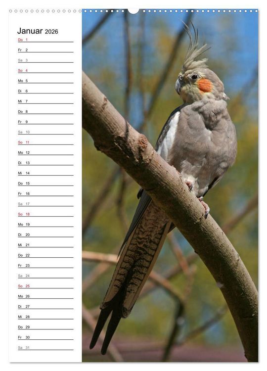 Produktbild: Der Nymphensittich-Terminplaner (hochwertiger Premium Wandkalender 2026 DIN A2 hoch), Kunstdruck in Hochglanz