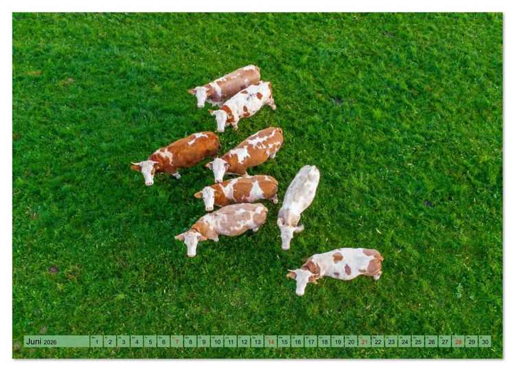 Produktbild: Voll kuhl - der Kuhkalender mit K&uuml;hen aus dem Allg&auml;u (hochwertiger Premium Wandkalender 2026 DIN A2 quer), Kunstdruck in Hochglanz