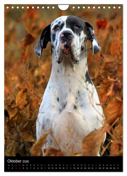 Produktbild: Faszination Deutsche Dogge (Wandkalender 2026 DIN A4 hoch), CALVENDO Monatskalender