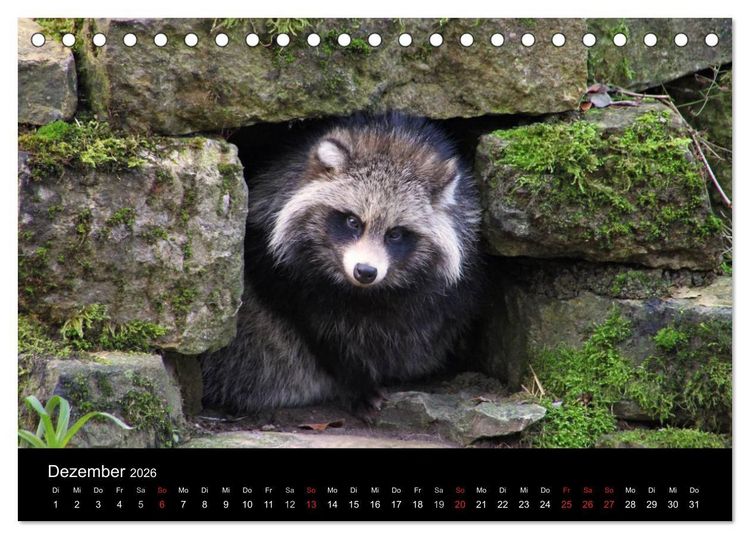 Produktbild: Marderhunde (Tischkalender 2026 DIN A5 quer), CALVENDO Monatskalender