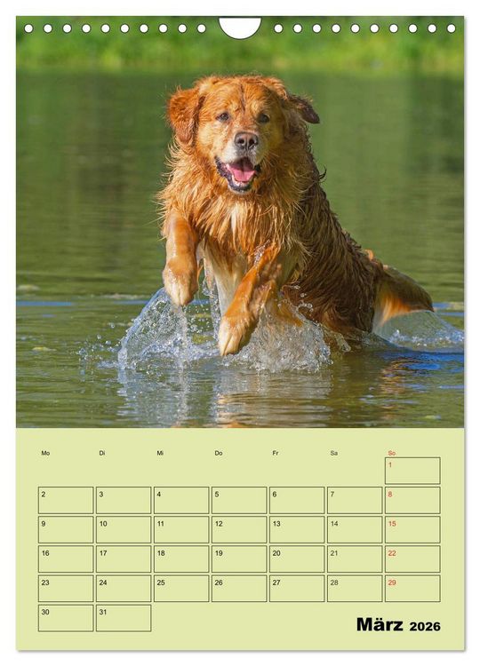 Produktbild: Jahresplaner Golden Retriever (Wandkalender 2026 DIN A4 hoch), CALVENDO Monatskalender