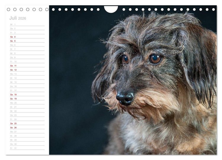 Produktbild: Rauhaardackel Motte & Friends (Wandkalender 2026 DIN A4 quer), CALVENDO Monatskalender