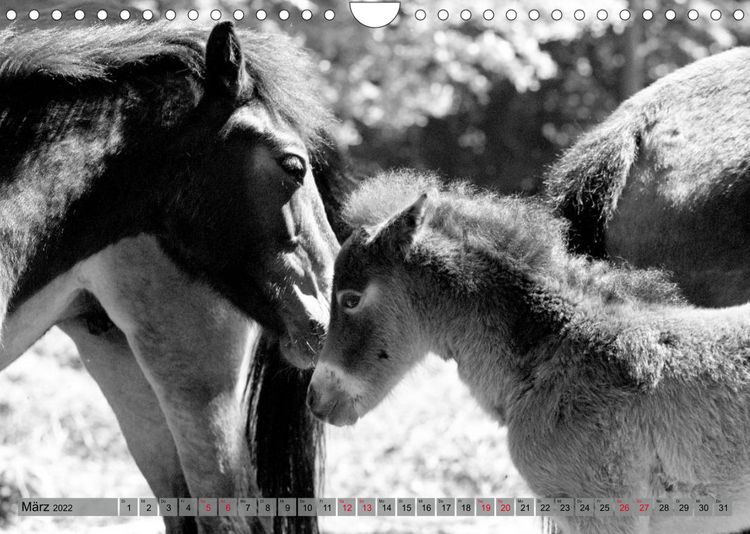 Produktbild: Die letzten Wildpferde Exmoor Ponys (Wandkalender 2022 DIN A4 quer)