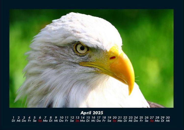 Produktbild: V&ouml;gel 2025 Fotokalender DIN A4