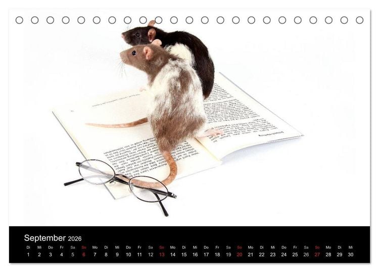 Produktbild: S&uuml;&szlig;e M&auml;use und Coole Ratten (Tischkalender 2026 DIN A5 quer), CALVENDO Monatskalender