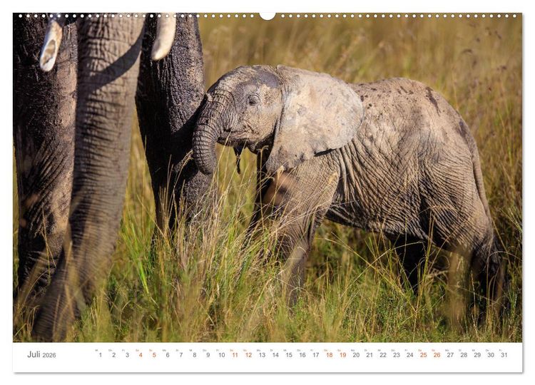 Produktbild: Safari Kenia (hochwertiger Premium Wandkalender 2026 DIN A2 quer), Kunstdruck in Hochglanz