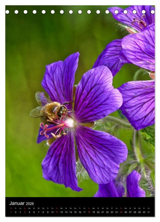 Produktbild: Bienen und Hummeln (Tischkalender 2026 DIN A5 hoch), CALVENDO Monatskalender